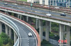 高架月季次第开放 杭州“空中花廊”如期而至