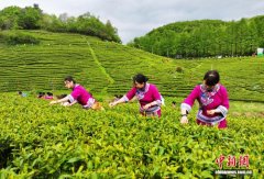 以茶为媒邂逅山水 张家界武陵源茶旅融合焕发新活力